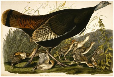 Wild Turkey by William Home Lizars